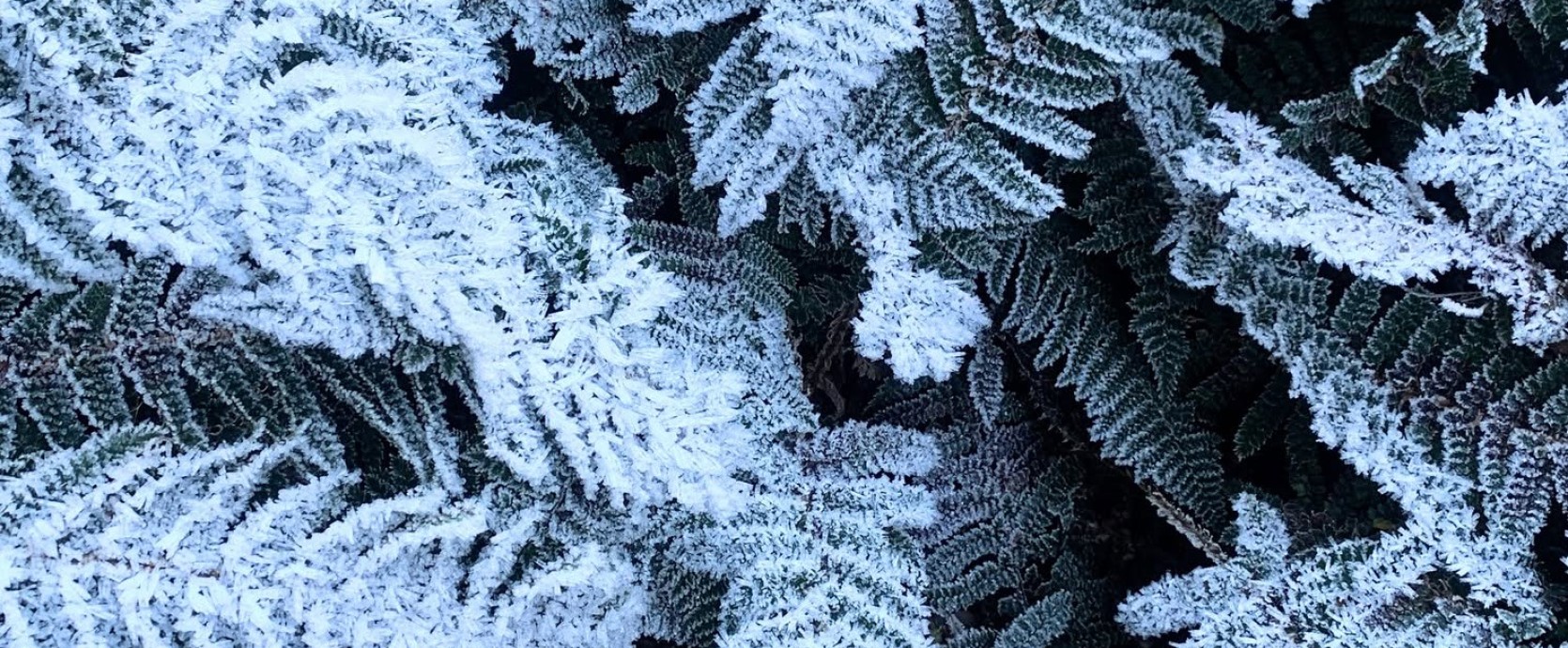 Terra Dumont   Frozen Beauty